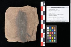 Foto (Objekt + Etikett) von Phragmites oeningensis Braun (NHMW-GEO-2024-0188-0354)